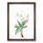 Walnut Framed selected