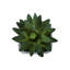 Artificial Plant
