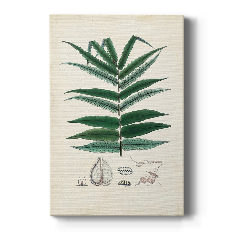 Collectionné fougères ix - galerie sur mesure, H 60 po x l 40 po
