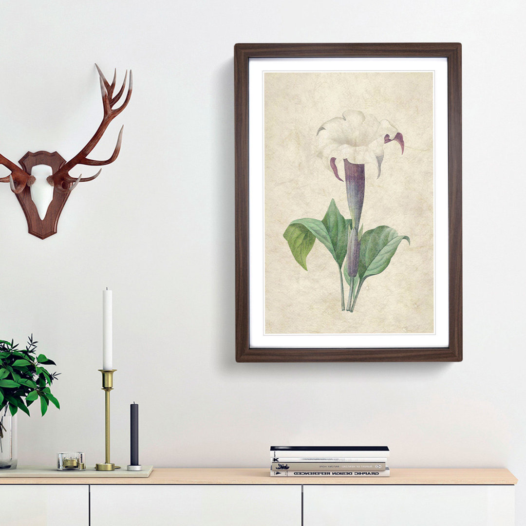 Daturas Flower by Pierre-Joseph Redoute - Picture Frame Painting Print