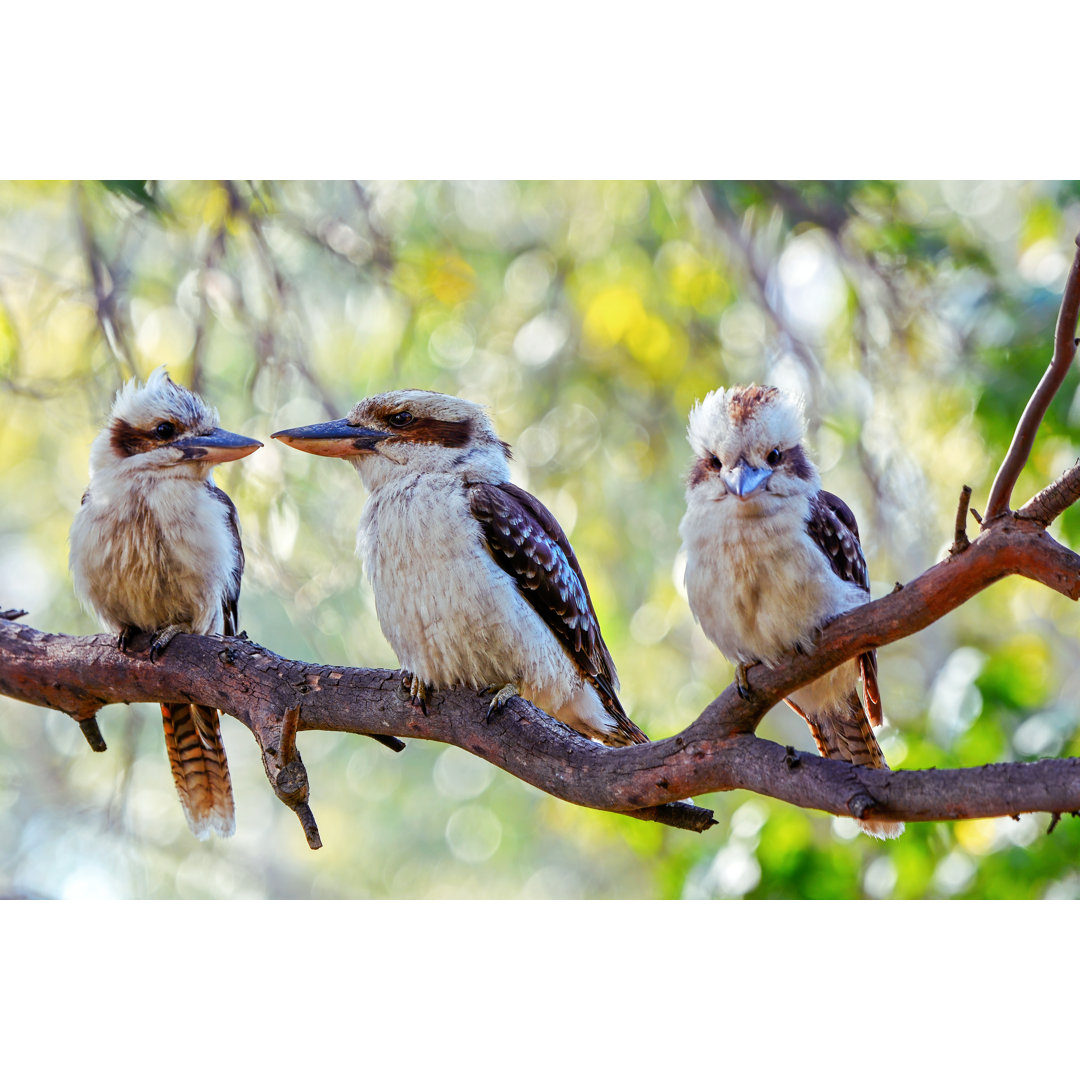 Lachende Kookaburra Familie von Tracielouise - Leinwand Kunstdrucke