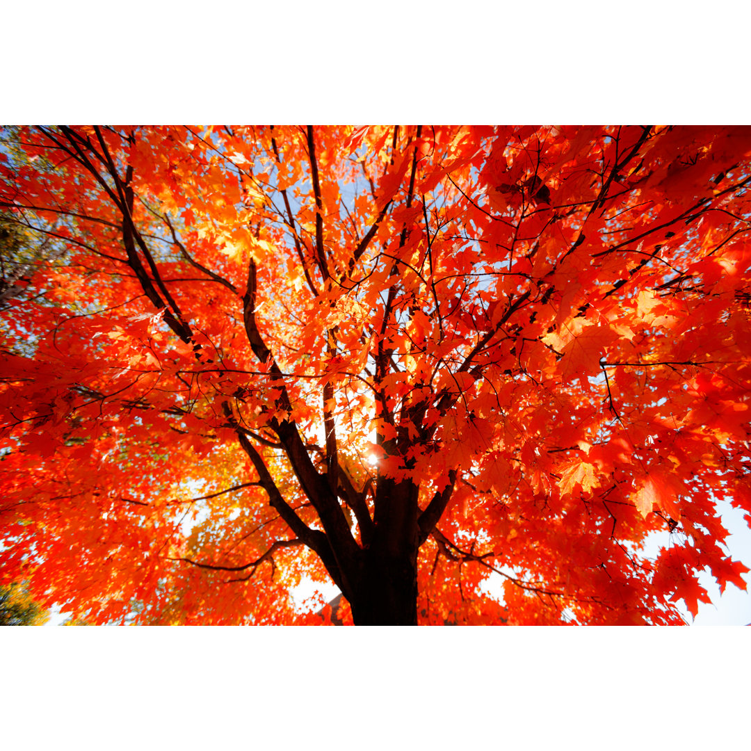 Herbstlicher roter Ahornbaum