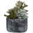10 " H Faux Succulent in Cement Pot