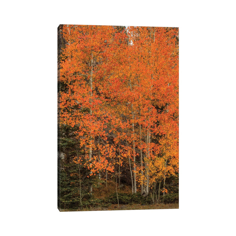 The Red-Orange Experience by Bill Sherrell - Gallery-Wrapped Canvas Giclée on Canvas, Canvas, 20.32 cm H x 30.48 cm W