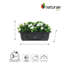 Bougain d'extérieur Fuschia. Pot à fleurs-174398007