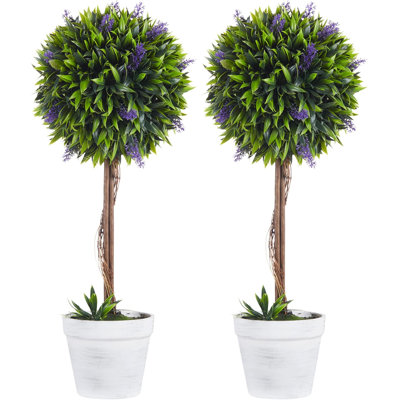 60cm Plant