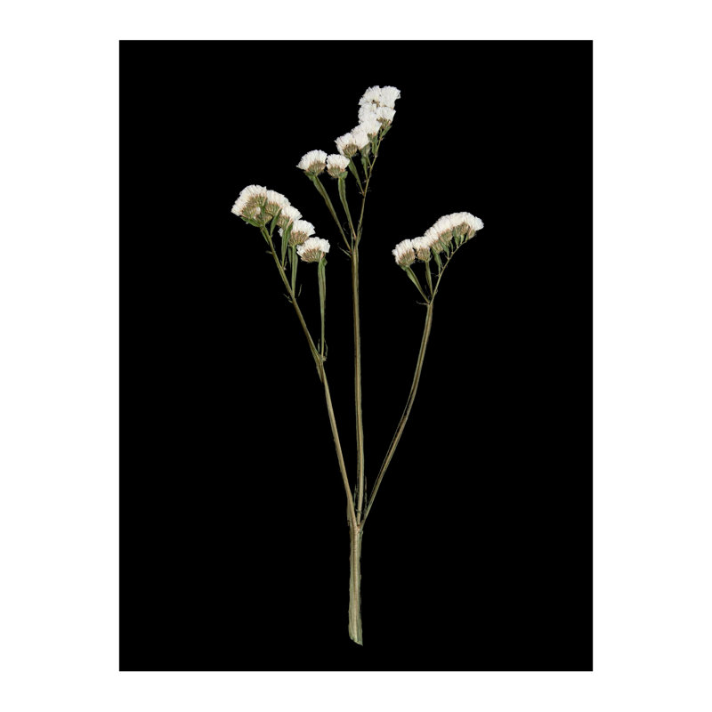 Pressed Botanical Giclees On Black Set by Sandy Whitaker, 50.5" H x 63.75" W, Silver Bead 2