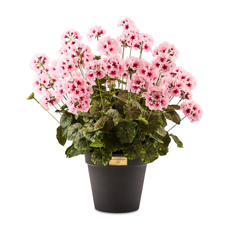 Geranium Urn Filler, Pink