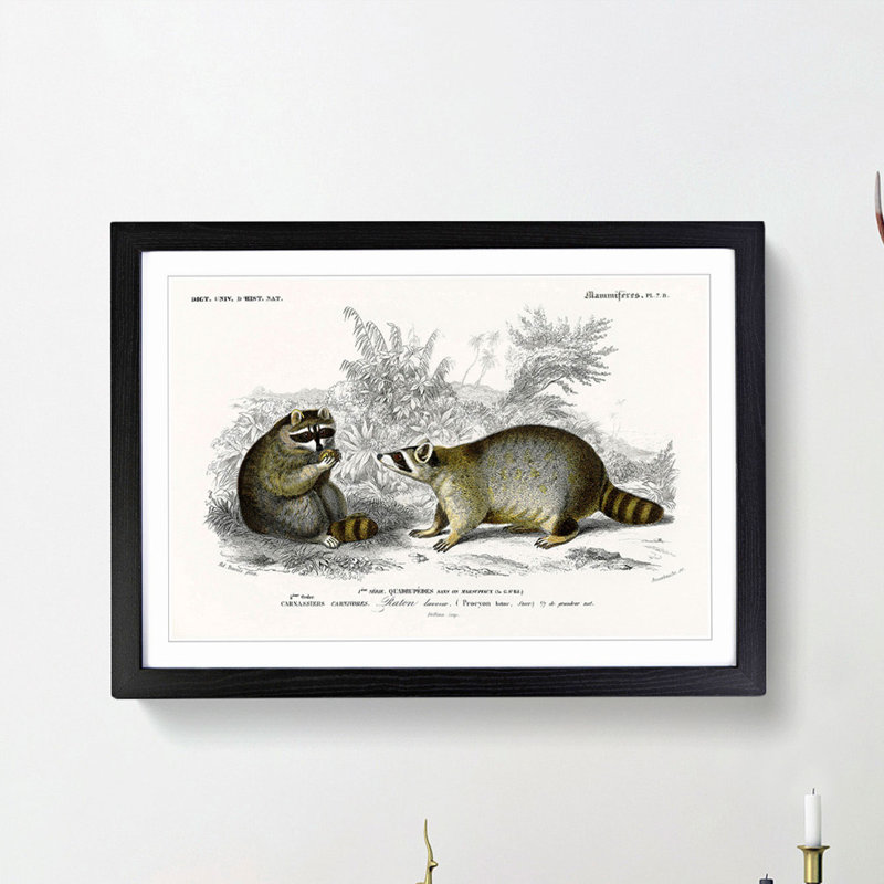 Raccoon Illustration by Charles D'Orbigny - Picture Frame Painting Print, Black Framed, 27cm H x 36cm W x 2cm D