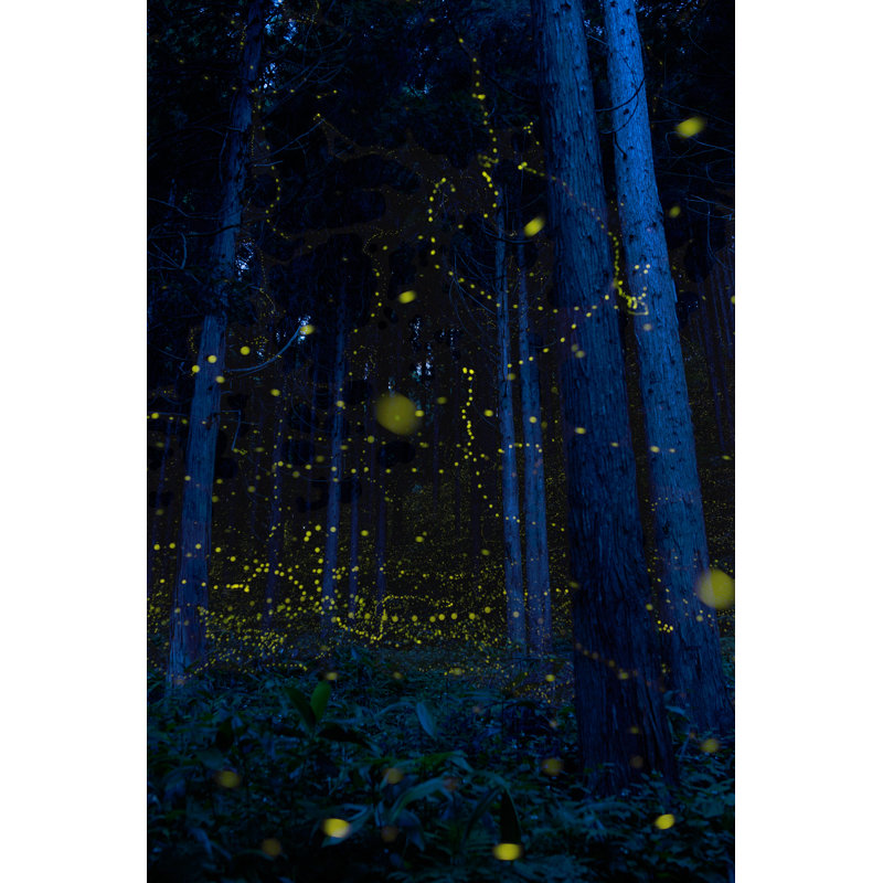 Lucioles japonaises (Luciola Parvula), H 18 po x l 12 po