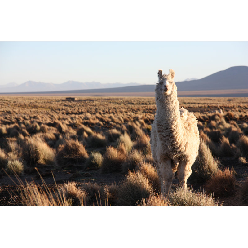 Landa Bolivian Llama On Altiplano - Wrapped Canvas Print, 81cm H x 122cm W x 3.8cm D