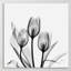 Tulipes - Impression sur toile tendue-23605272