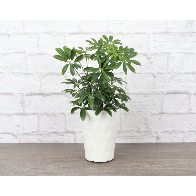 Thorsen's Greenhouse Live Arboricola Plant in Modern Planter | Perigold