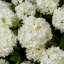 Bouquet of Hydrangeas Snowball Real Touch 36 Pcs-1455696054