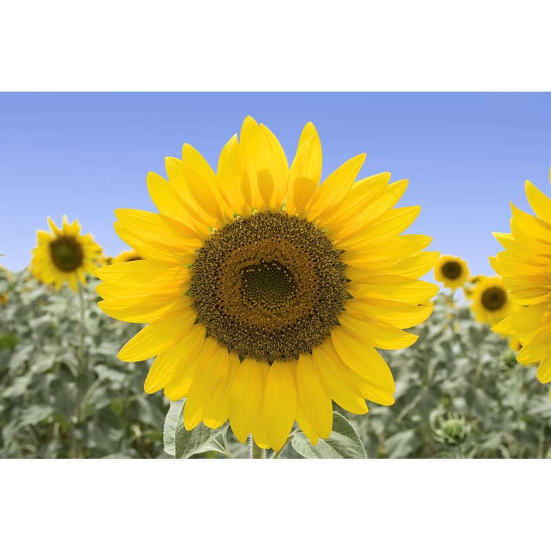 Le tournesol parfait, H 8 po x l 12 po