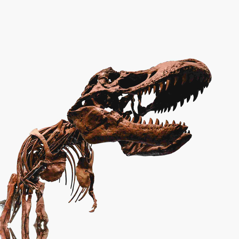 Sweet Dino - impression sur toile tendue, H 12 po x l 12 po