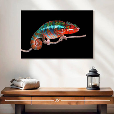 Caméléon panthère mâle