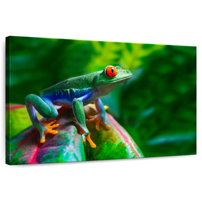 Crowle Red Eyed Frog