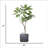73'' Faux Fiddle Tree Tree in Pot-97938364