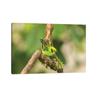 Costa Rica, La Paz River Valley. Captive Emerald Tanager in La Paz Waterfall Garden. 1 Piece Wrapped Canvas Wall Art