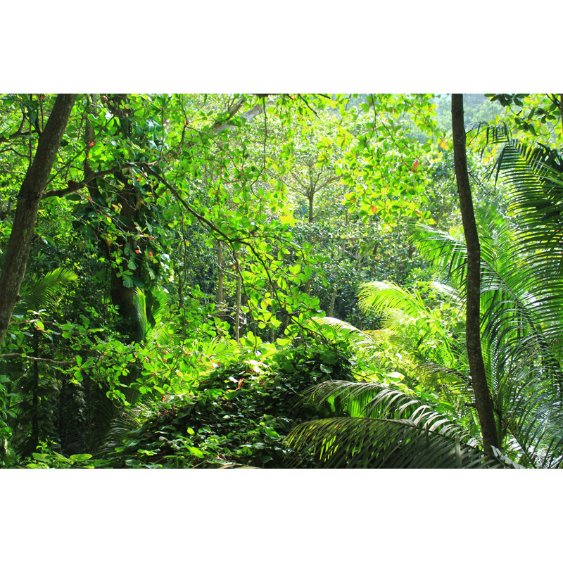 Jungle by NCAImages - Wrapped Canvas Print, 81cm H x 122cm W