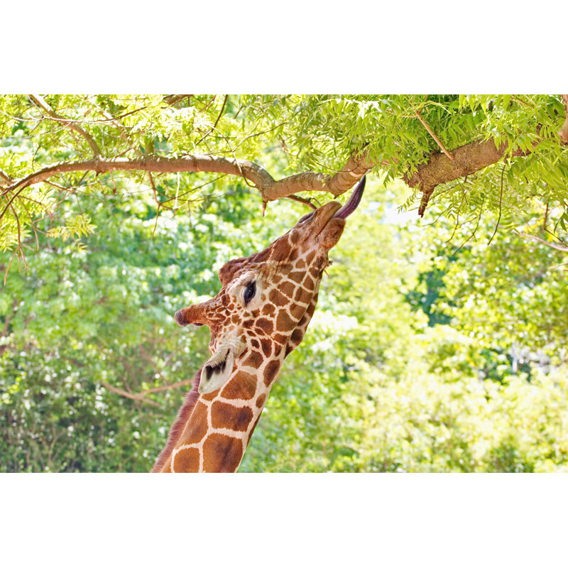 Giraffe Portrait Eating Leaves by Simplyphotos - Wrapped Canvas Print, 81cm H x 122cm W