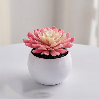 Plante grasse de 5,12 po