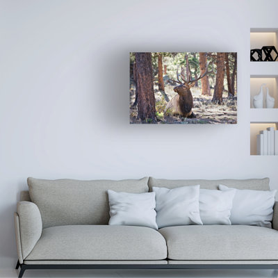 «Elk In The Woods» bolognaise sur toile