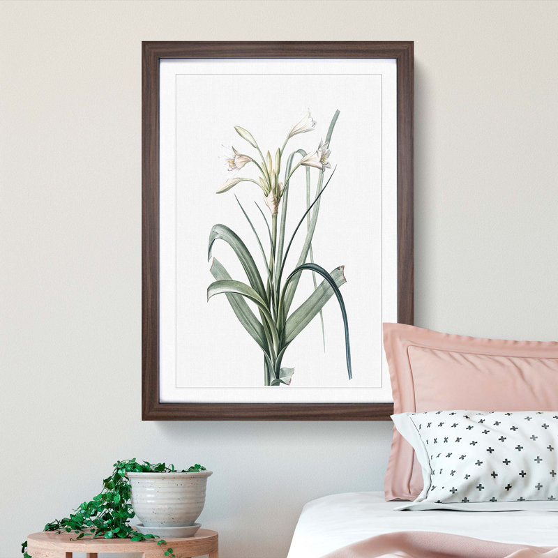 Malgas Lily Flowers by Pierre-Joseph Redoute - Picture Frame Art Print, 36cm H x 27cm W x 2cm D, Walnut Framed