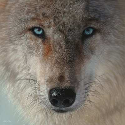 " Inner Wolf " by Collin Bogle