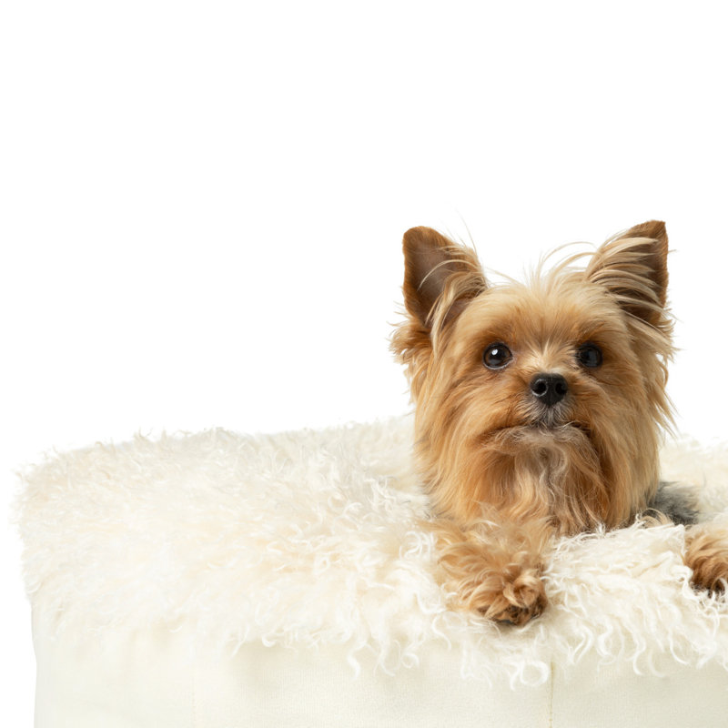Lit pour chien PupPouf Luxe