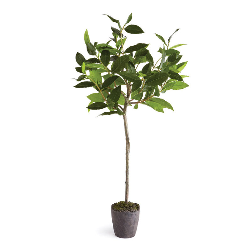 Arbre à fleurs en pot LeeRoy Bayleaf