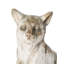 Animals Ceramic / Porcelain Garden Statue