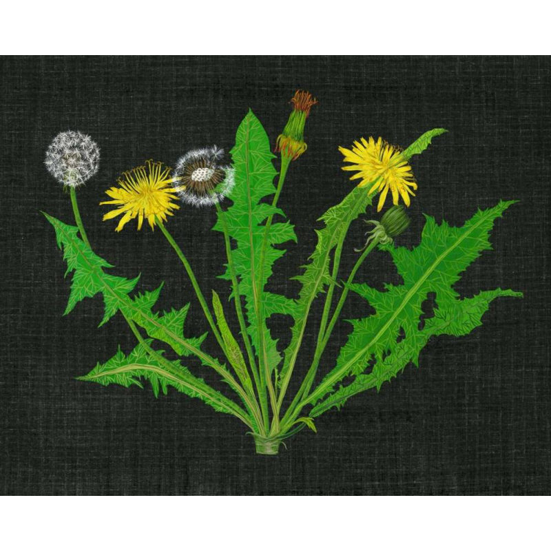 Art sur toile tendue par August Grove® Wang, Melissa Gallery, Wild Pandelion I, H 36 po x l 44 po