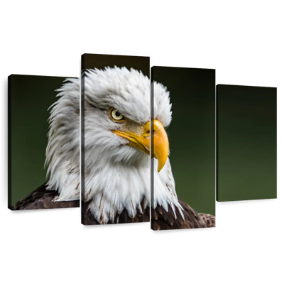 Brampt Bald Eagle Stare