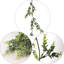 Guirlande d'eucalyptus réaliste de 6 pi de haut