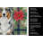 Blue Merle Australian Shepherd Christmas PoinsettIas Kitchen Towel-2080583847