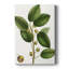 «Cherry Fig Tree», impression sur toile tendue-101023982