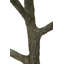 Bonsaï au sol Twig-63434188