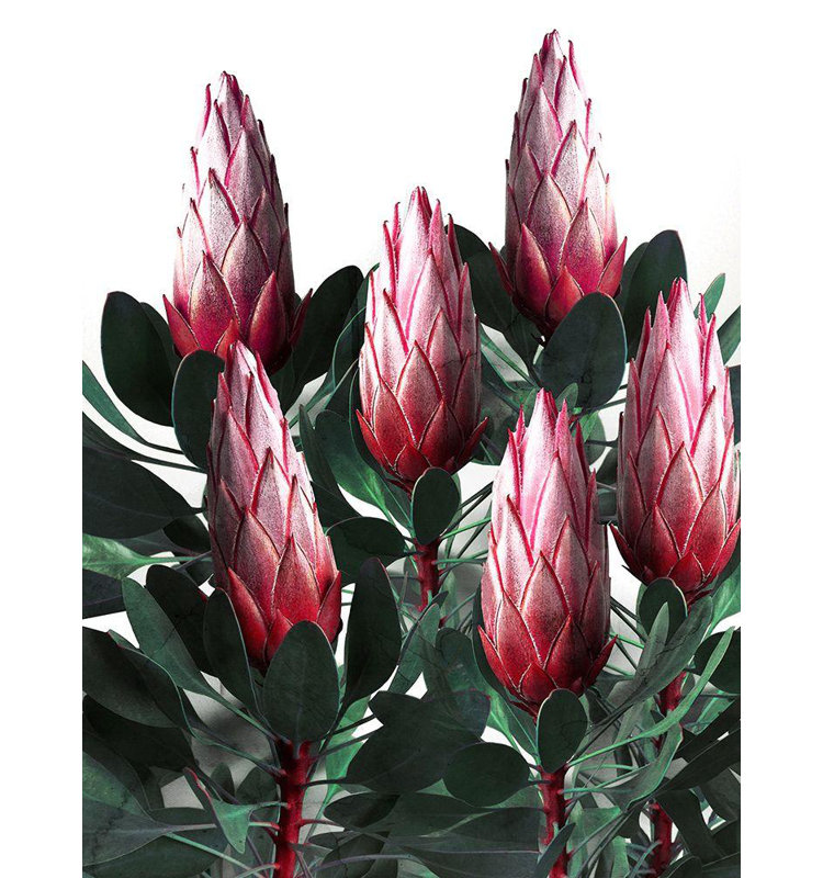 «Lark Manor ™ Carratoni, Emanuela», reproduction d'art sur toile sous le titre: Protea Cynaroides, H 47 po x l 36 po