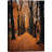" Autumn Path Natureest "