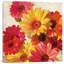 Marguerites pour spring, peinture sur toile tendue-20200284