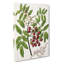 Titoki Flowers by Sarah Featon - Wrapped Canvas-55361667
