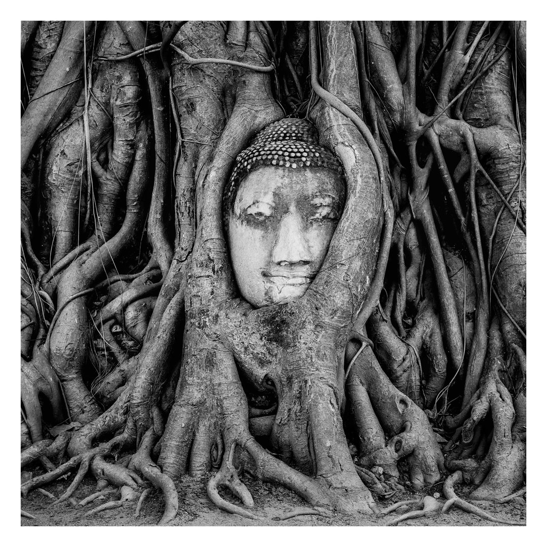 Buddha in Ayutthaya Surrounded by Tree Roots in Brown 2.88m x 2.88m Textured Matt Peel & Stick Wall Mural