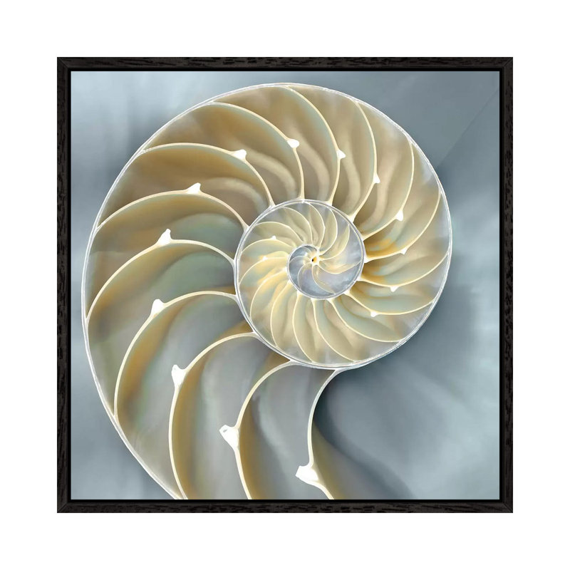 Nautilus In Blue I, Black Framed, 93.98 cm H x 93.98 cm W
