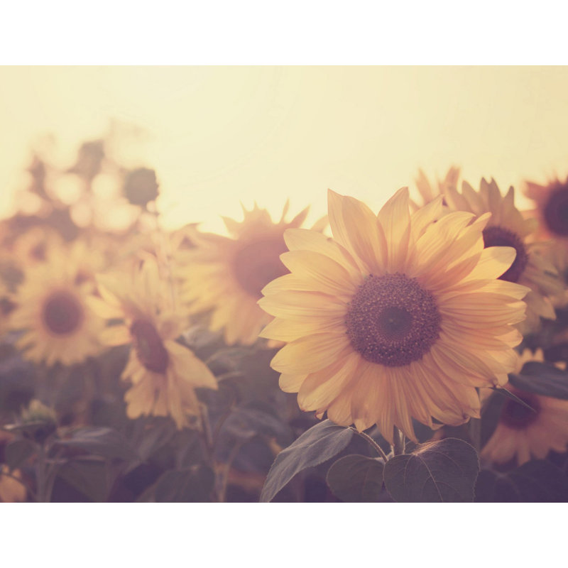 " Sunflower September ", 40" H x 52" W x 1.5" D