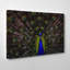 Peacock - Wrapped Canvas-19091357