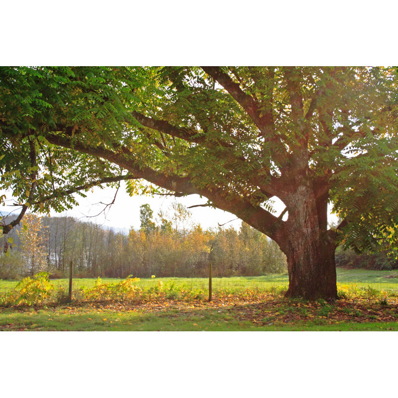 Oak Tree by RyanFaas - Wrapped Canvas Print, 20cm H x 30cm W