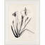 Essence I Print by Yuki Osada