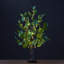 Eucalyptus illuminés arbres et branches